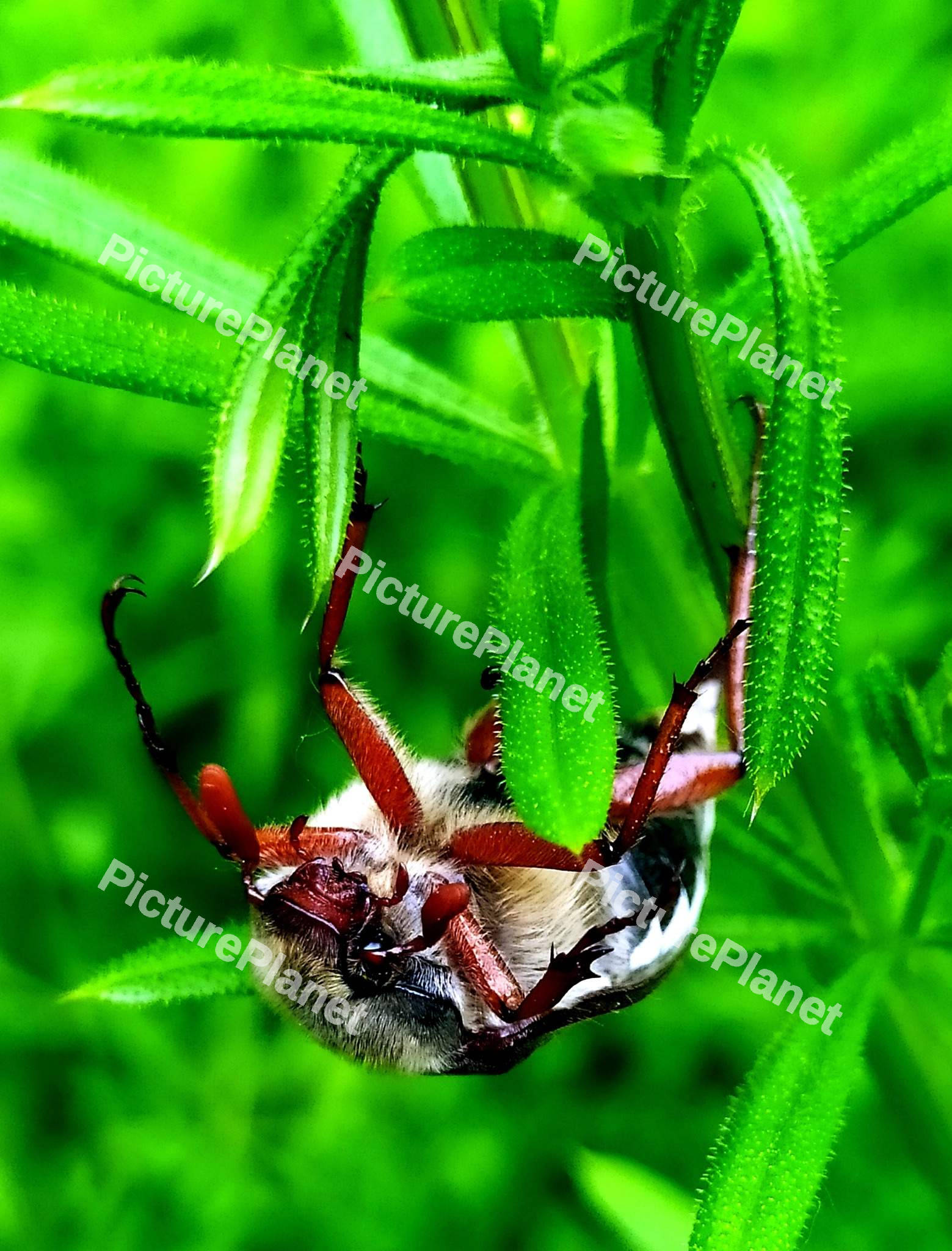 Cockchafer insect